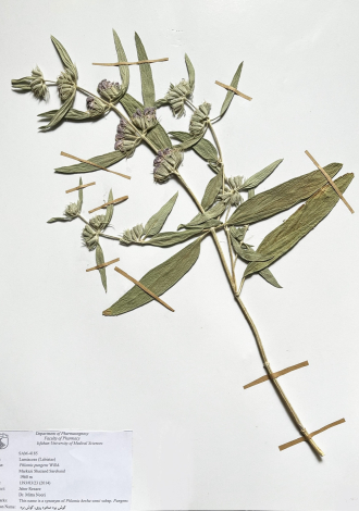 Phlomis pungens Willd.-گوش بره صخره روی، گوش بره