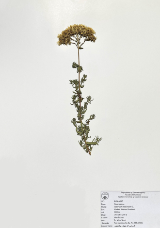 Hypericum perforatum L.-گل راعی، گل شهناز، هوفاریقون