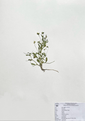 Viola modesta Fenzl.-بنفشه فروتن