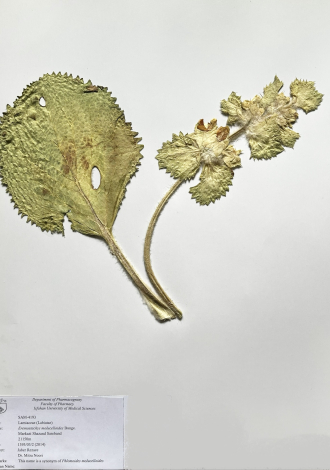 Eremostachys molucelloides Bunge.-