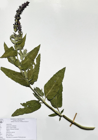 Salvia virgata Ortega.-