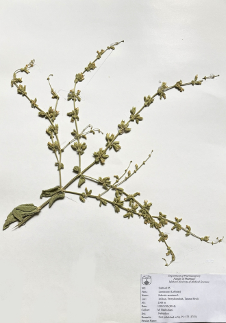 Sideritis montana L.-