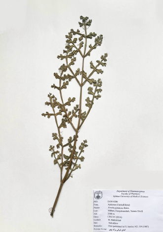Ferula gummosa Boiss.-کمای ایرانی برگ پهن