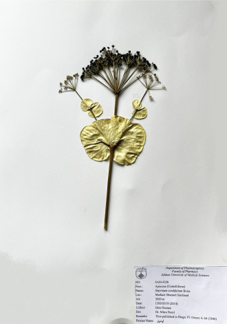 Smyrnium cordifolium Boiss.-آوندول