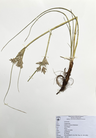 Cyperus eremicus Kukkonen-اویارسلام