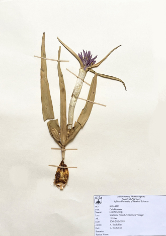 Colchicum sp.-