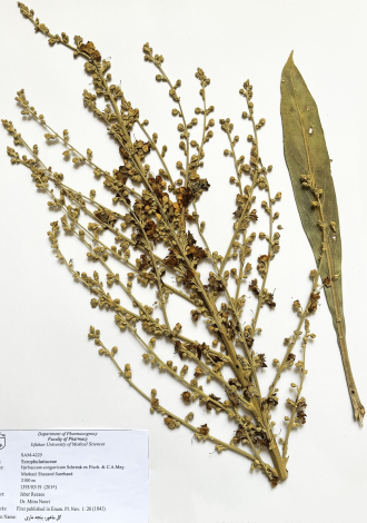 Verbascum songaricum Schrenk ex Fisch. & C.A.Mey.-گل ماهور، پنجه ماری